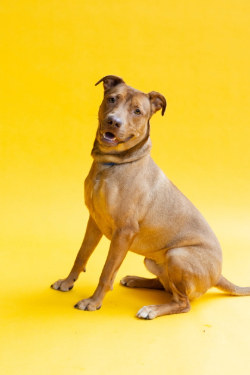 Allen, a playful mixed breed